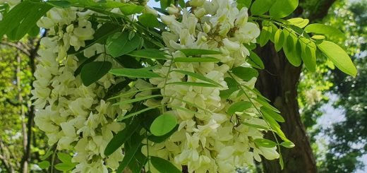 False acacia (Robinia pseudoacacia)