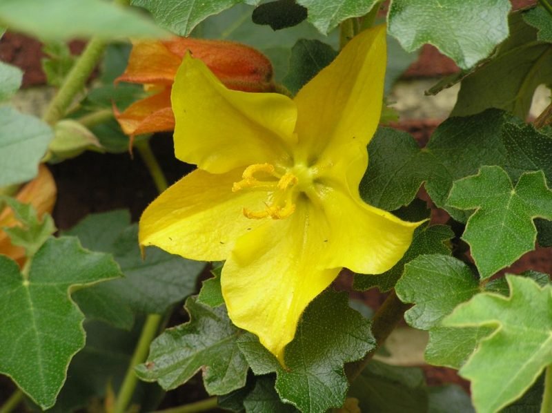 Flannel bush 'California Glory' (Fremontodendron 'California Glory')