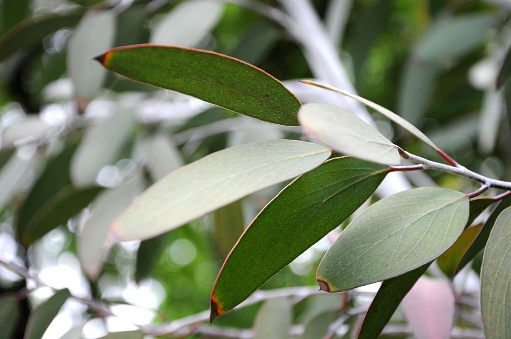 Flooded gum (Eucalyptus pauciflora)