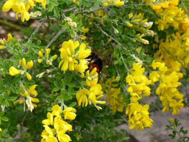 Florists' genista (Genista canariensis)