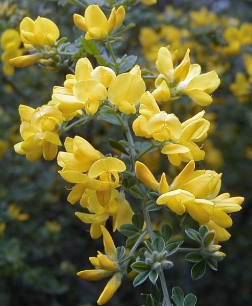 How to plant Florists' genista (Genista canariensis)_1