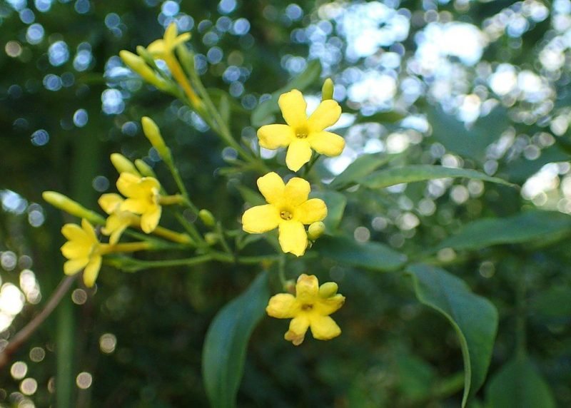 Fragrant jasmine (Jasminum odoratissimum)