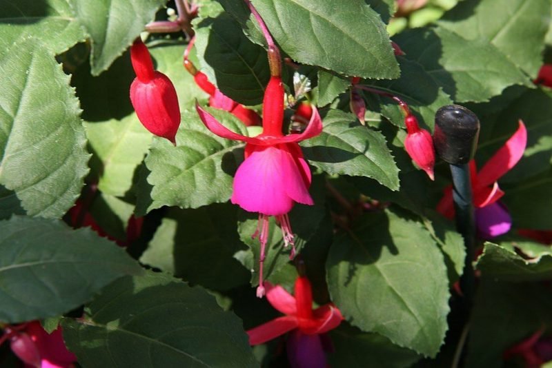 Fuchsia 'Beacon' (Fuchsia 'Beacon')