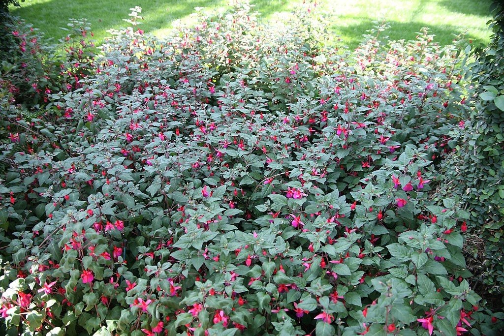 Fuchsia 'Beacon' growing guides