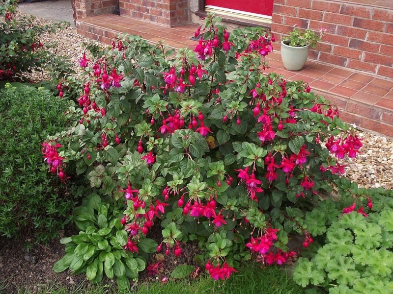 Fuchsia 'Riccartonii' (Fuchsia 'Riccartonii')