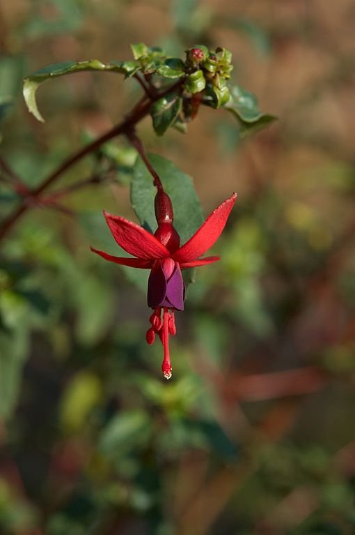 Fuchsia 'Riccartonii' - growing guides