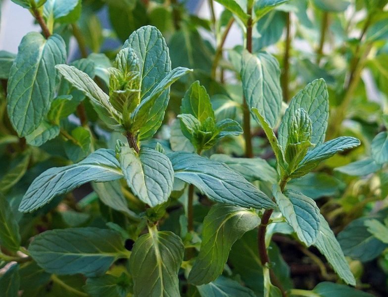 Garden spearmint (Mentha spicata)