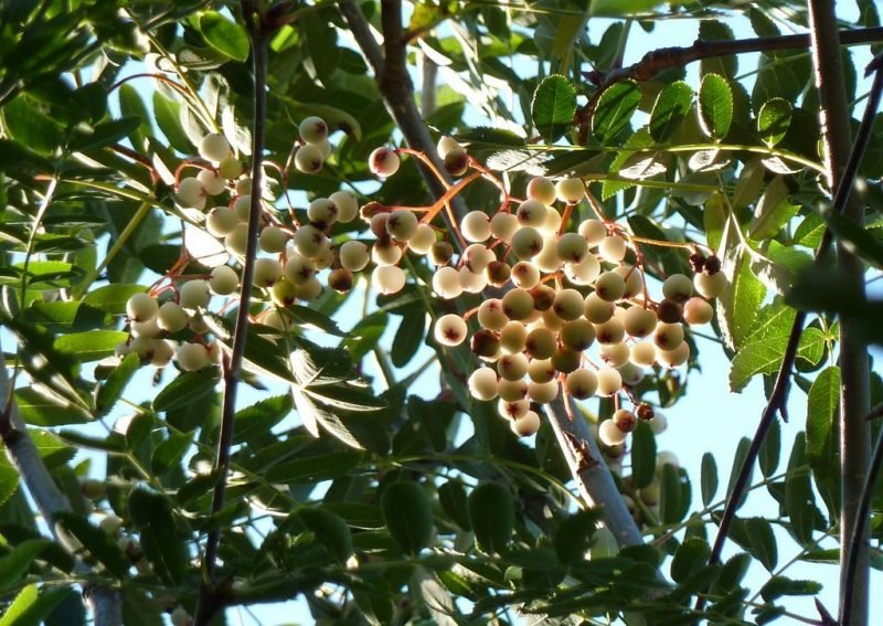 Glabrous mountain ash (Sorbus glabriuscula)
