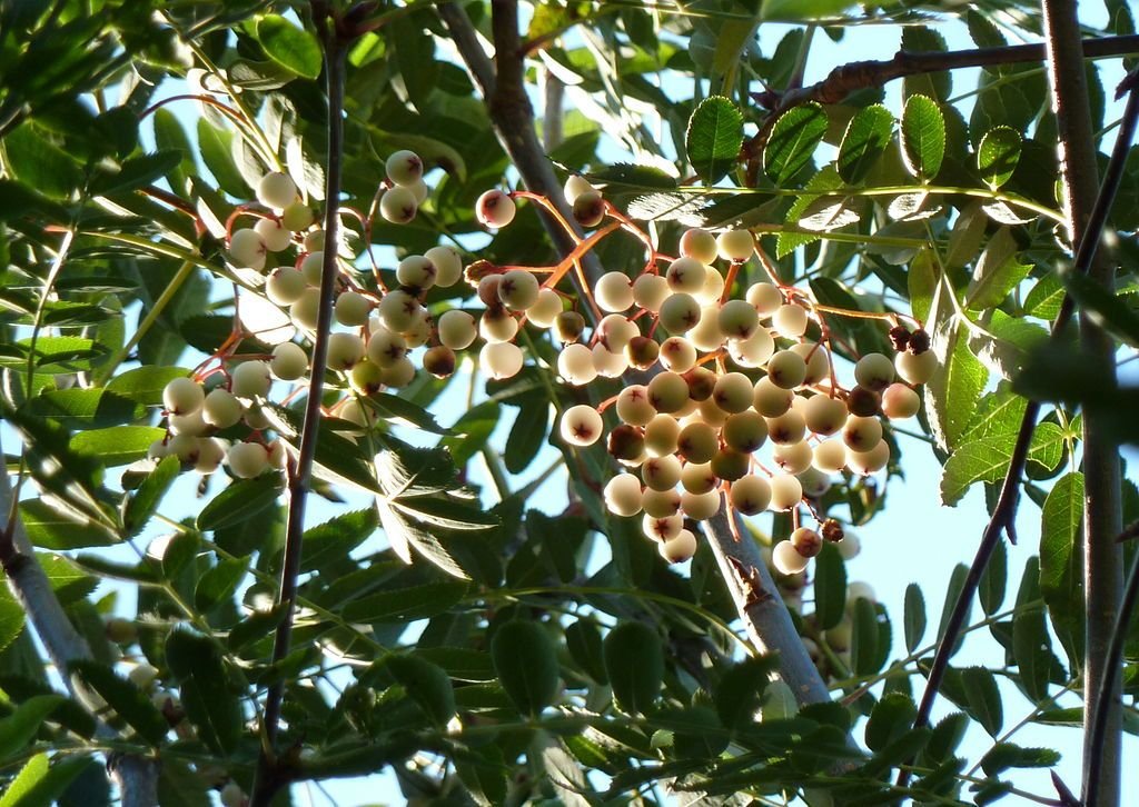 Glabrous mountain ash (Sorbus glabriuscula)