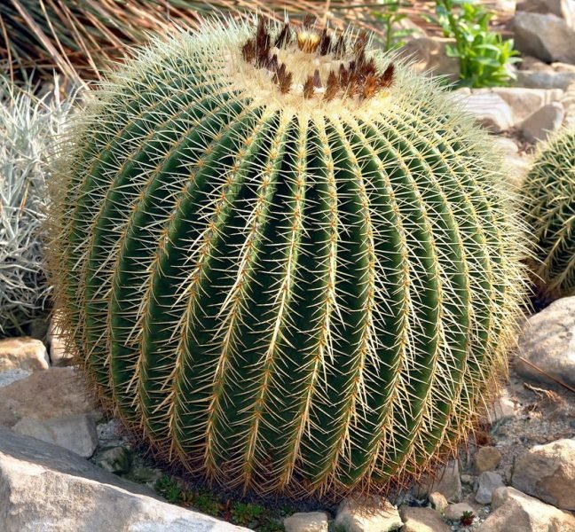 Golden barrel cactus (Echinocactus grusonii)