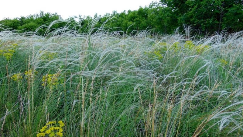 Golden feather grass (Stipa pulcherrima)
