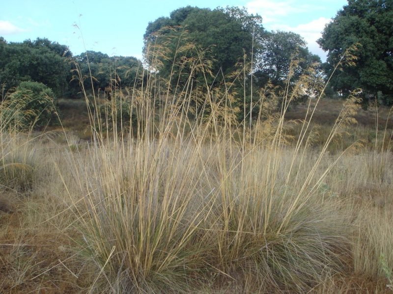Golden oats (Stipa gigantea)