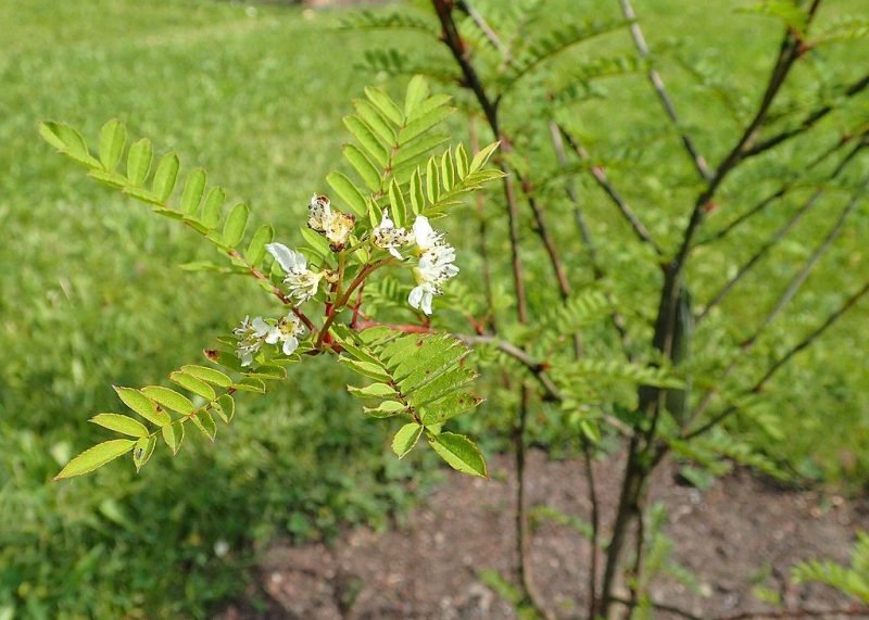 Gongga Shan mountain ash (Sorbus gonggashanica)