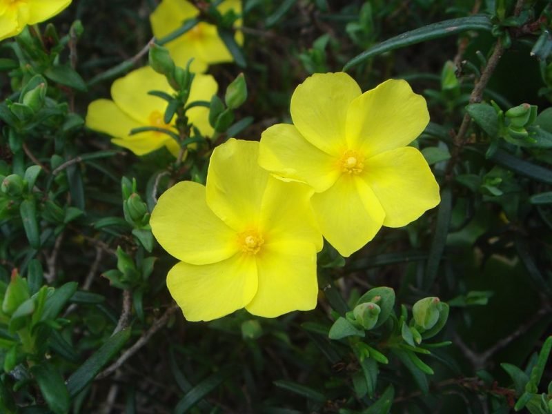 Halimium calycinum (Halimium calycinum)