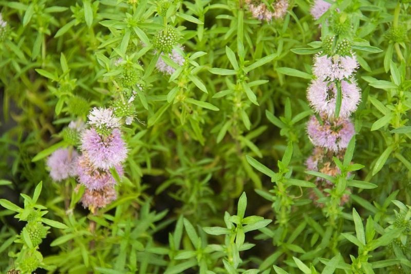 Hart's pennyroyal (Mentha cervina)