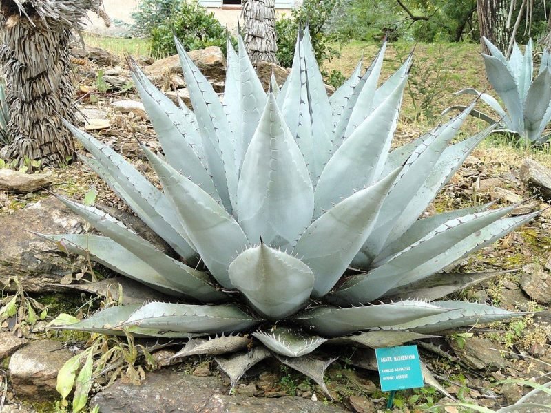 Havard's agave (Agave havardiana)