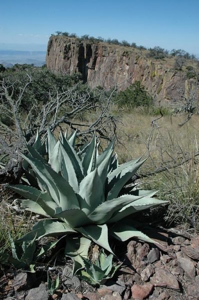 How to plant Havard's agave (Agave havardiana)_1