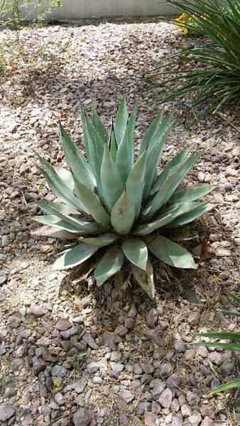Where to plant Havard's agave (Agave havardiana)_2