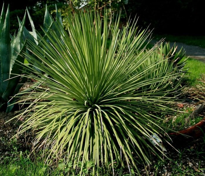 Hedgehog (Agave stricta)
