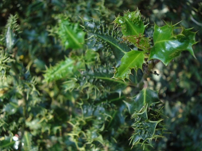 Hedgehog holly (Ilex aquifolium 'Ferox')
