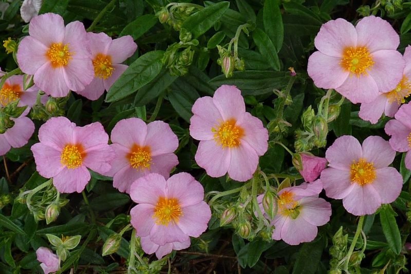 Helianthemum 'Lawrenson's Pink' (Helianthemum 'Lawrenson's Pink')