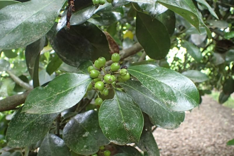 Highclere holly (Ilex × altaclerensis)