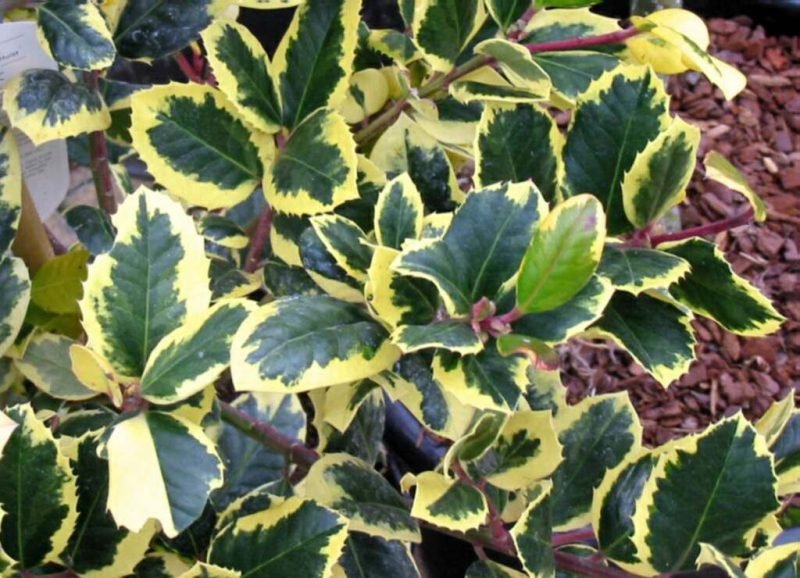 Holly 'Golden King' (Ilex × altaclerensis 'Golden King')