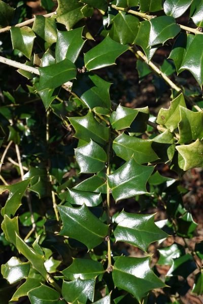 Holly 'Lydia Morris' (Ilex 'Lydia Morris')