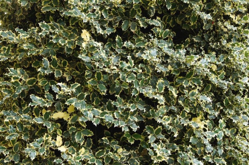 Holly 'Madame Briot' (Ilex aquifolium 'Madame Briot')