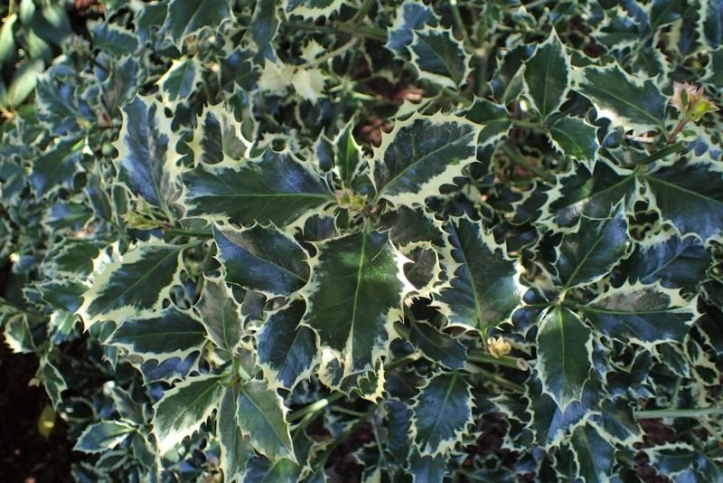 Holly 'Silver Queen' (Ilex aquifolium 'Silver Queen')