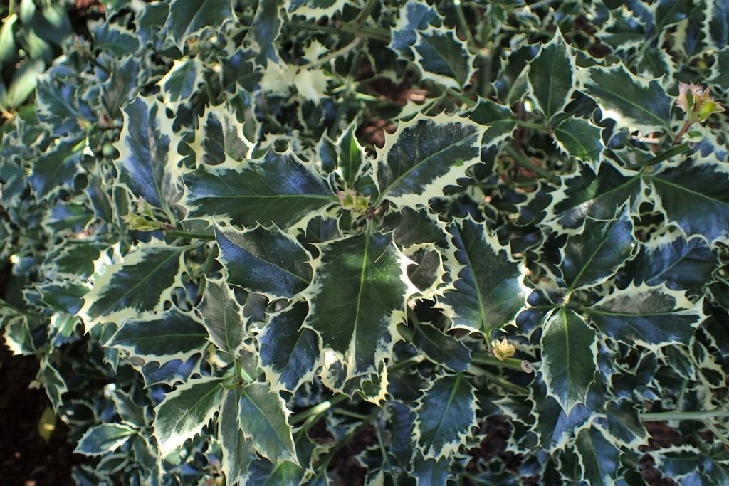 Holly 'Silver Queen' (Ilex aquifolium 'Silver Queen')