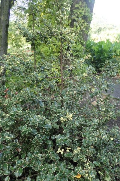 Where to plant Holly 'Silver Queen' (Ilex aquifolium 'Silver Queen')_2