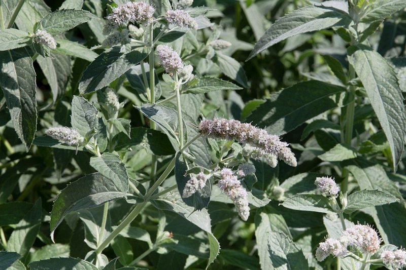 Horse mint (Mentha longifolia)