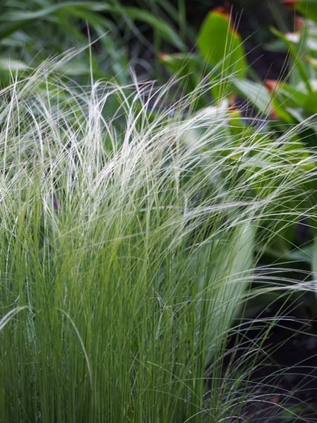 Horsetail feather grass (Stipa tirsa)