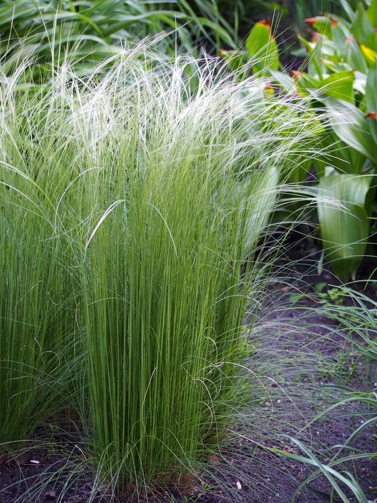 Horsetail feather grass (Stipa tirsa) growing guides