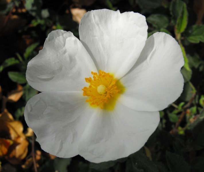 Hybrid rock rose (Cistus × hybridus)