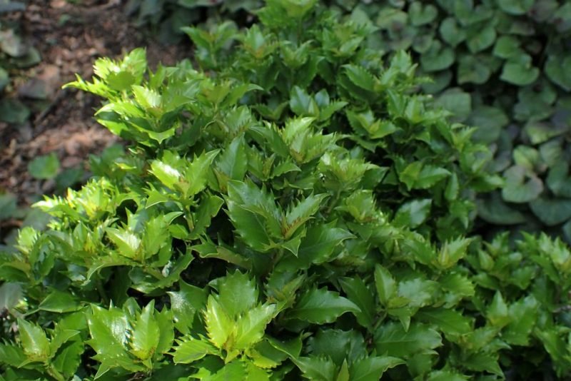 Ilex × meserveae Little Rascal 'Mondo' (Ilex × meserveae Little Rascal 'Mondo')