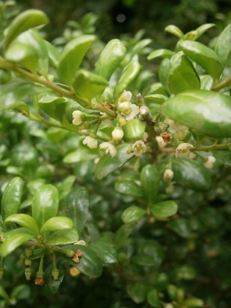 Japanese holly 'Convexa' (Ilex crenata 'Convexa')