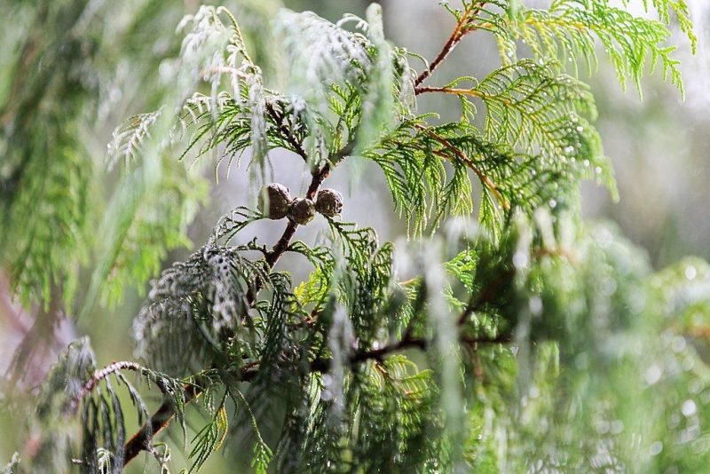 Kashmir cypress (Cupressus cashmeriana)