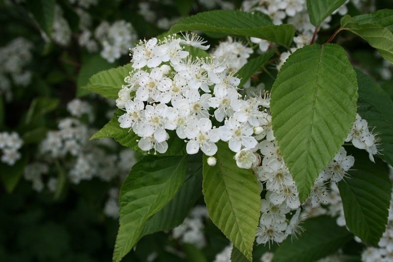 Korean mountain ash (Sorbus alnifolia)