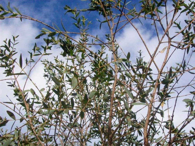 Kybean gum (Eucalyptus parvula)