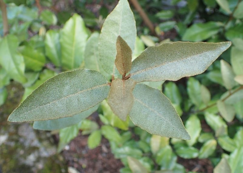 Large-flowered oleaster (Elaeagnus macrophylla)