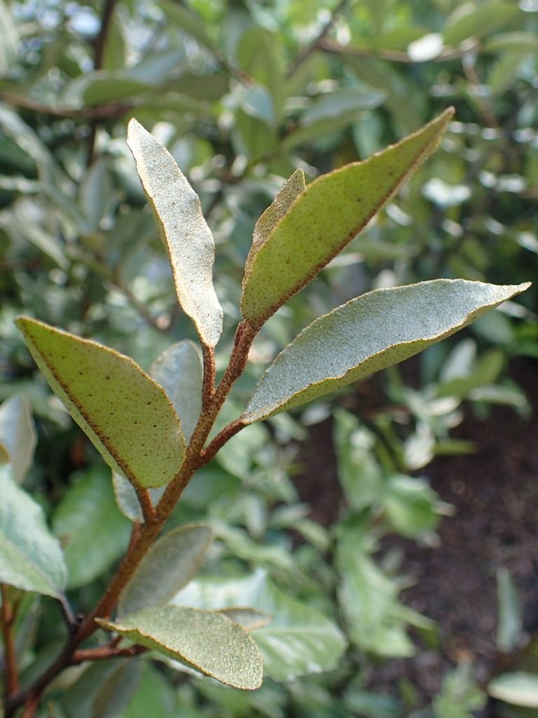 Largeflowered oleaster (Elaeagnus macrophylla) growing guides