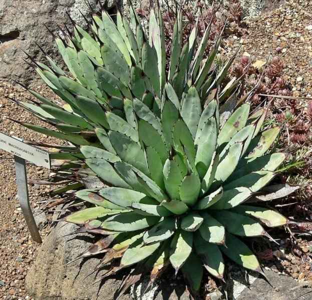 Large-thorned agave (Agave macroacantha)