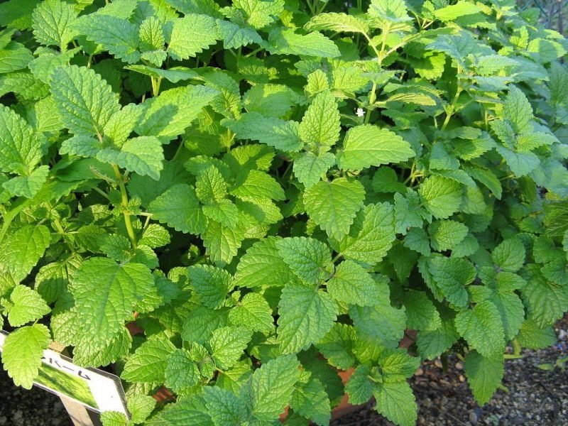 Lemon balm (Melissa officinalis)
