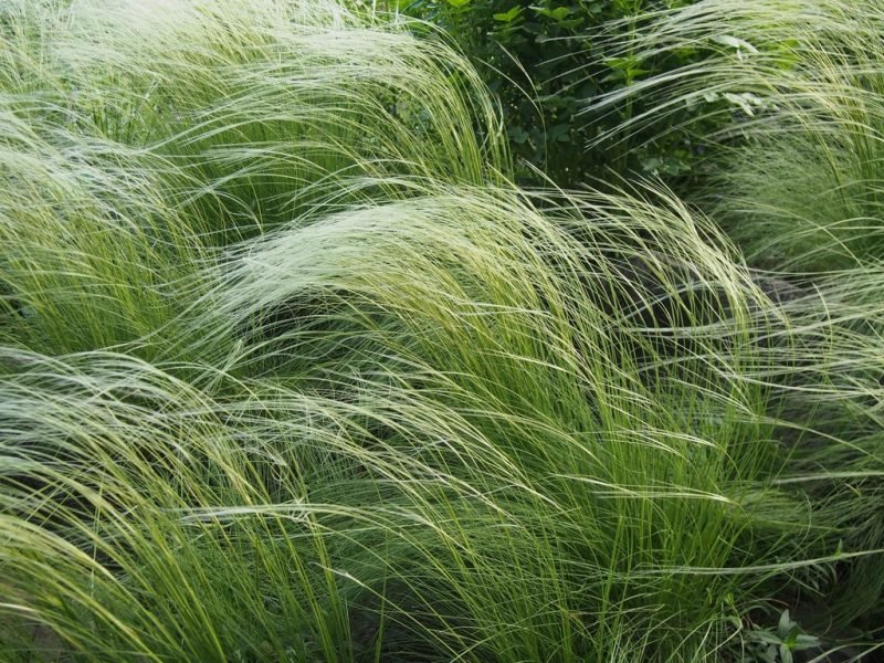 Lessing feather grass (Stipa lessingiana)