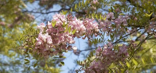 Locust tree 'Hillieri' (Robinia × slavinii 'Hillieri')