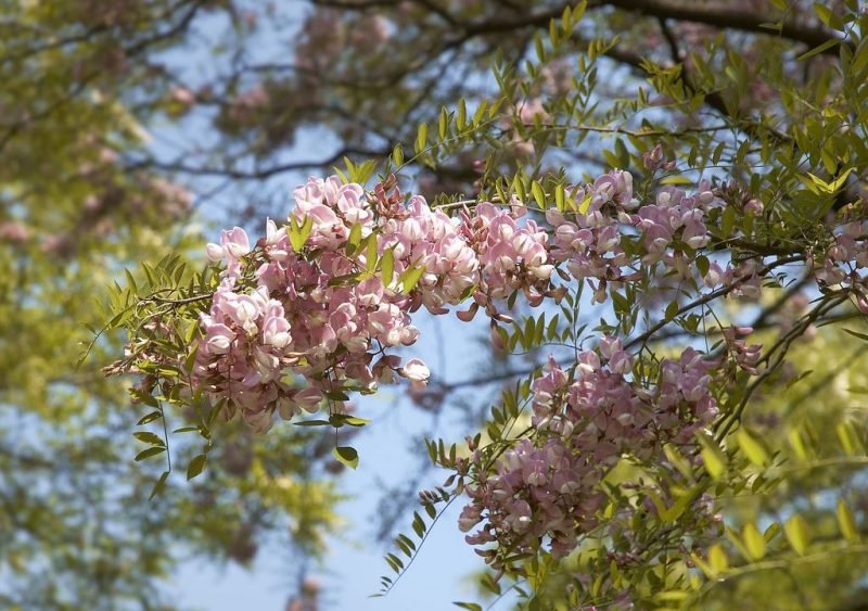 Locust tree 'Hillieri' (Robinia × slavinii 'Hillieri')