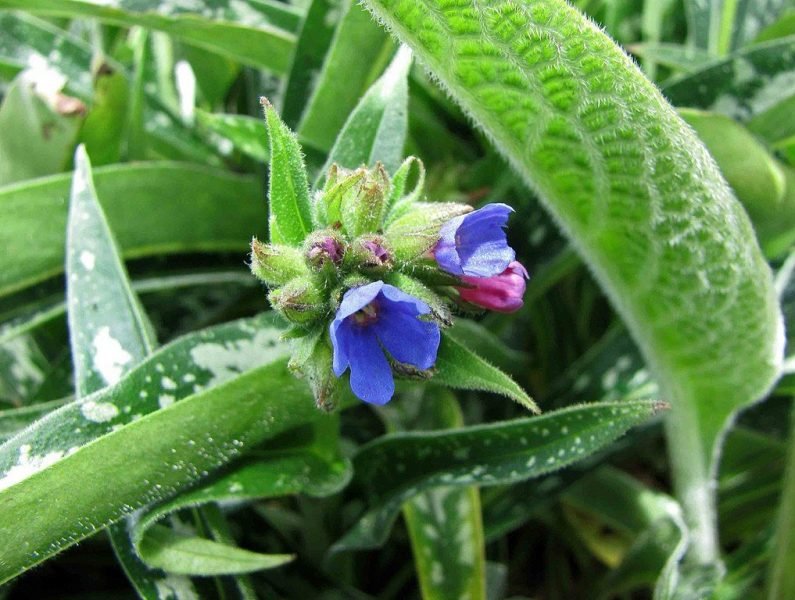 Lungwort 'Bertram Anderson' (Pulmonaria longifolia 'Bertram Anderson')