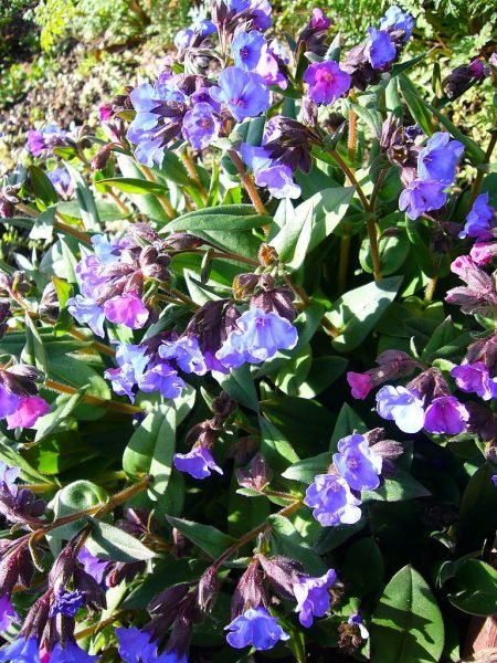 Lungwort 'Blue Ensign' (Pulmonaria 'Blue Ensign')